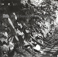 PP_WSL_N057958 copy.jpg