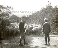 PP_WSL_N057991 copy.jpg